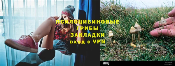 стаф Аркадак